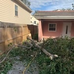 Tree Removal