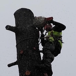 Cutting multiple trees in Wny no lift needed