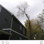 Tree services