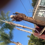 Tree Removal