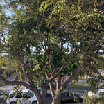 Tree Service Project