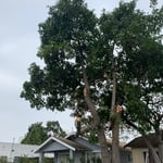 Tree Service Project