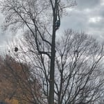 Tree Removal