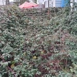 Thick heavily overgrown Blackberry Briars