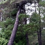 Main Tree about one third of the way up