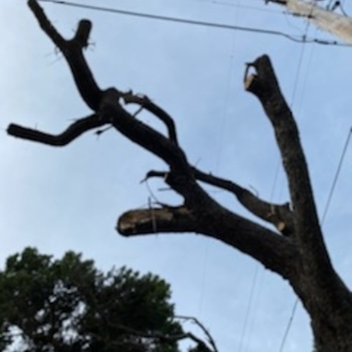 Tree Service Project