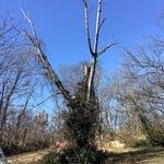 Setting up equipment to start the removal of the tree.