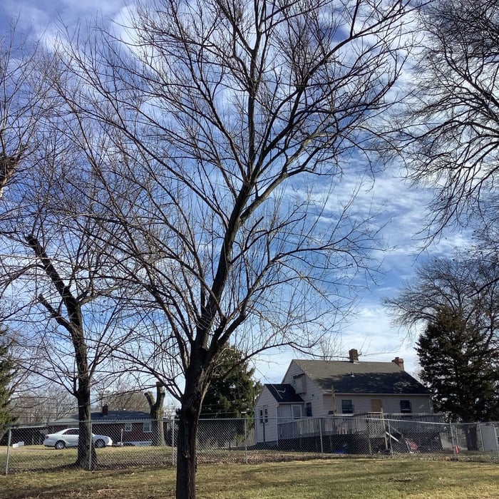 Tree Service Project