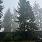 Tree Service Project