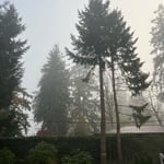Tree Service Project