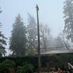 Tree Service Project