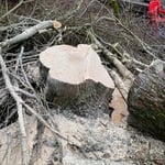 Large Tree