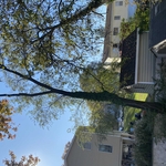 Tree Service Project