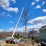 Tree services