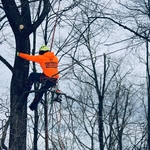 Tree Trimming