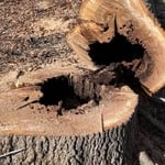 Tree Removal