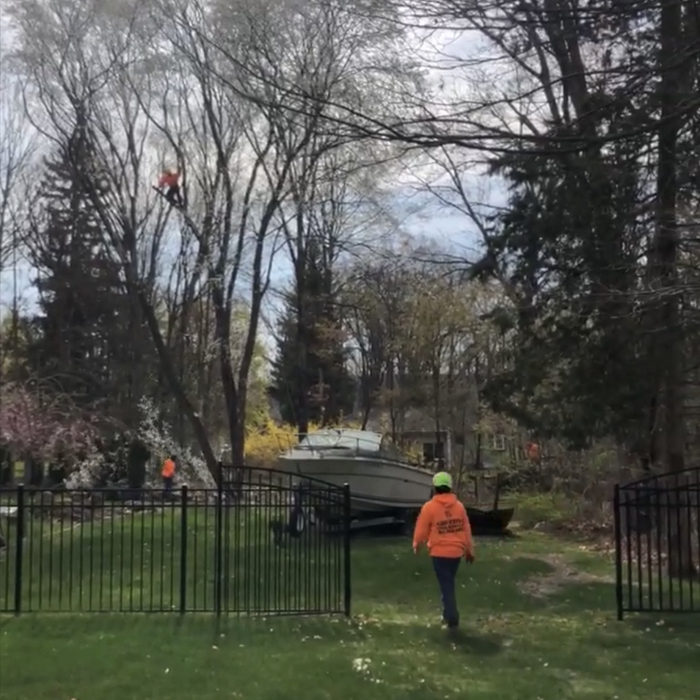 Tree removal