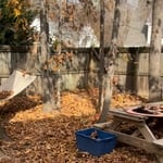 Fuquay Varina, NC - Leaf Cleanup ( before )