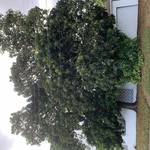 Tree Service Project