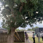 Tree Service Project