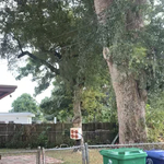 Tree Service Project