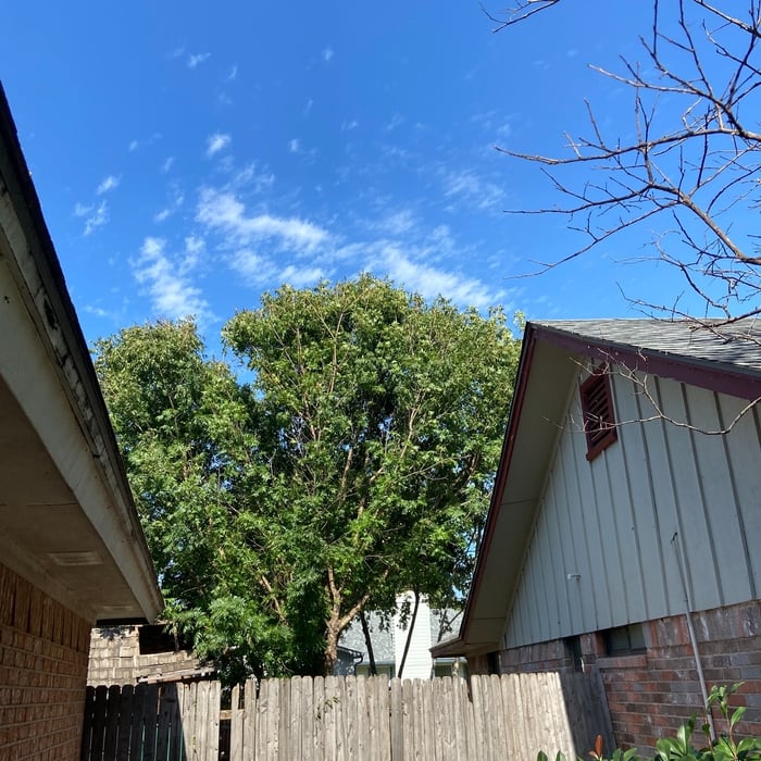 Tree Removal Project