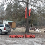Trimming in Ridgeville