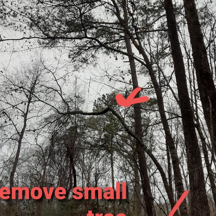 Trimming in Ridgeville