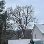 Tree Removal/Residential