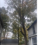 Tree Removal/Residential