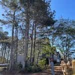 Removing 14 Pines from Yard