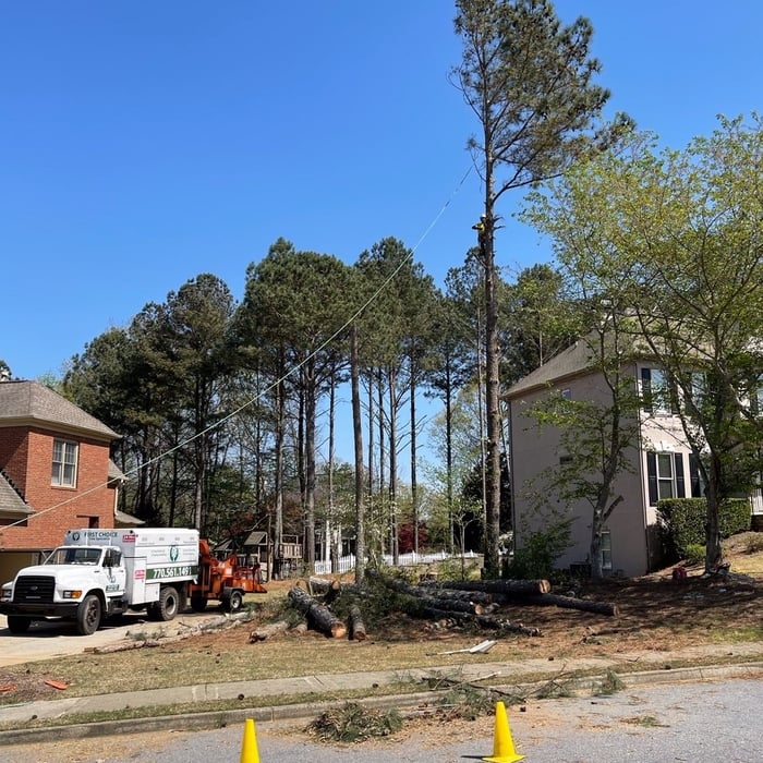 Removing 14 Pines from Yard