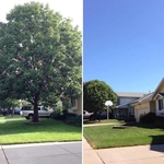 The home owner wanted his tree to be removed due to it being too close to his home and feared it my fall onto his home.
