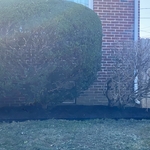 Landscaping Project
