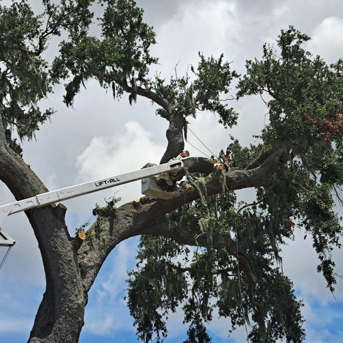 Tree Service