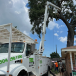 Tree Service