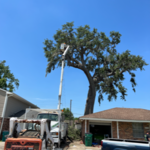 Tree Service