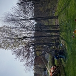 Tree Job