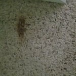 Dirty bedroom carpet
