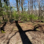 Land clearing with a bobcat