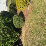 Leaf Removal Project