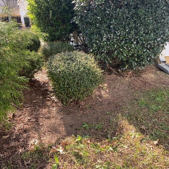 Leaf Removal Project