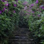 Oasis Garden Inspiration