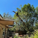 Branch already cut back from above the roof.