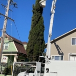 Tree Service Project