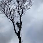 Tree removal
