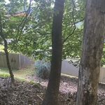 Tree removal