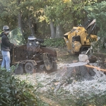 Tree removal