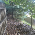 Tree removal