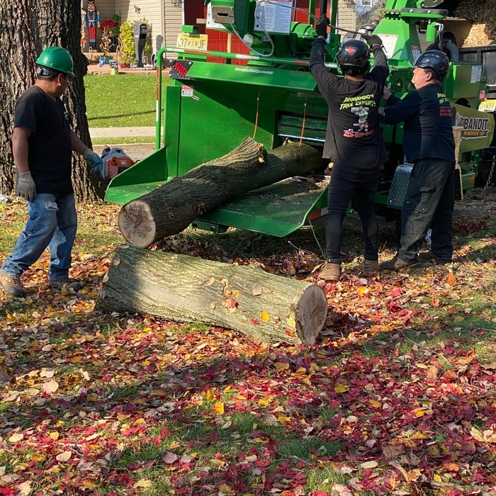 Tree removal